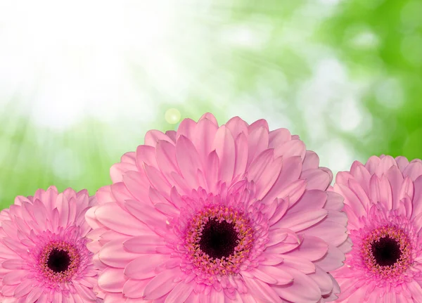 Gerberas-de-rosa — Fotografia de Stock