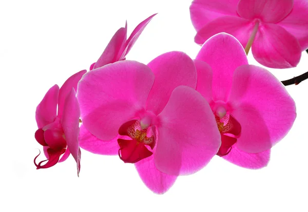 Fechar de uma orquídea roxa — Fotografia de Stock