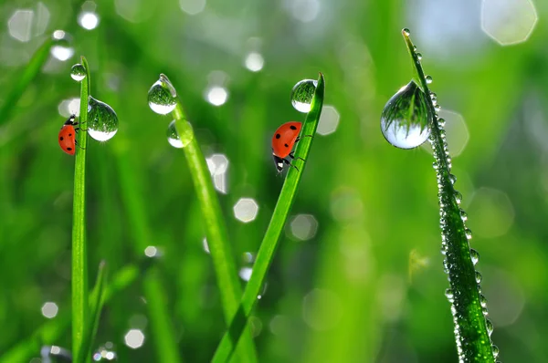 Dew and ladybirds — Stock Photo, Image