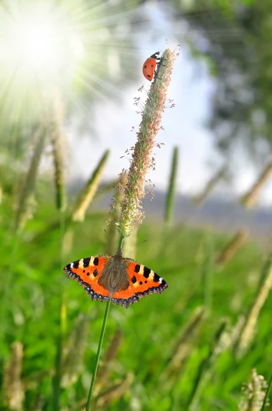 Uğur böceği ile kelebek — Stok fotoğraf