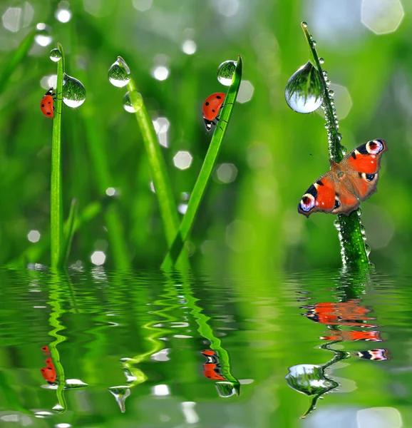 Dagg med fjäril och ladybird — Stockfoto