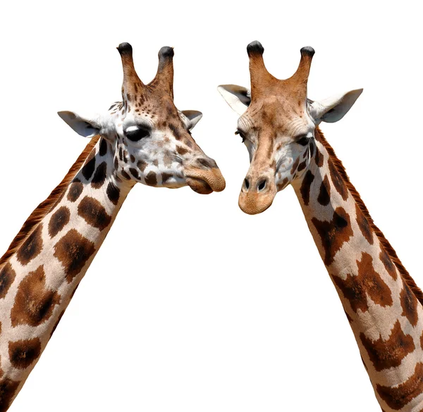 Girafas — Fotografia de Stock