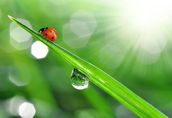 Dew and ladybug Stock Picture