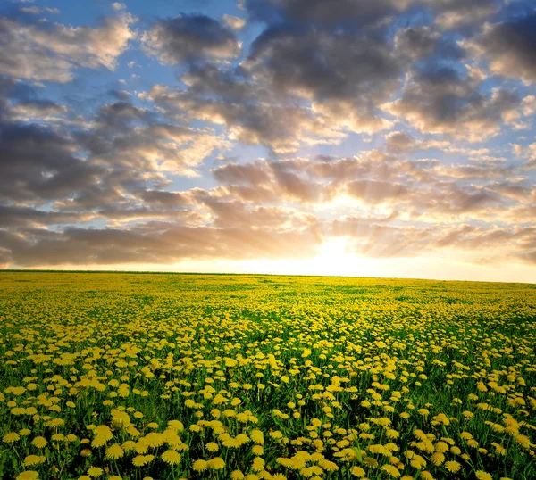 Dandelions field — Stock Photo, Image