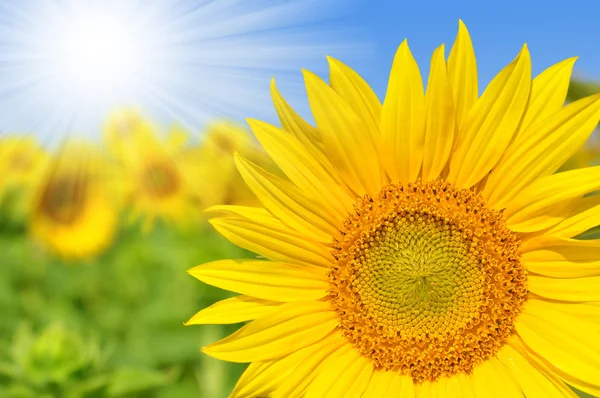 Campo di girasole — Foto Stock