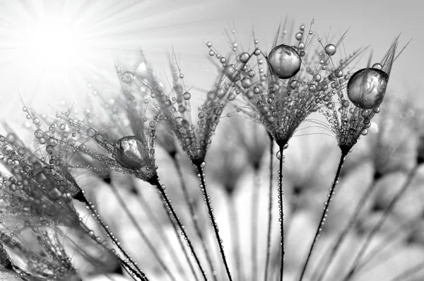 Dewy paardebloem — Stockfoto