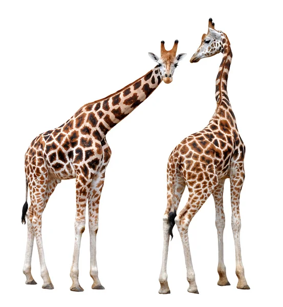 Giraffes — Stock Photo, Image