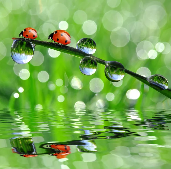 Dew and ladybird — Stock Photo, Image