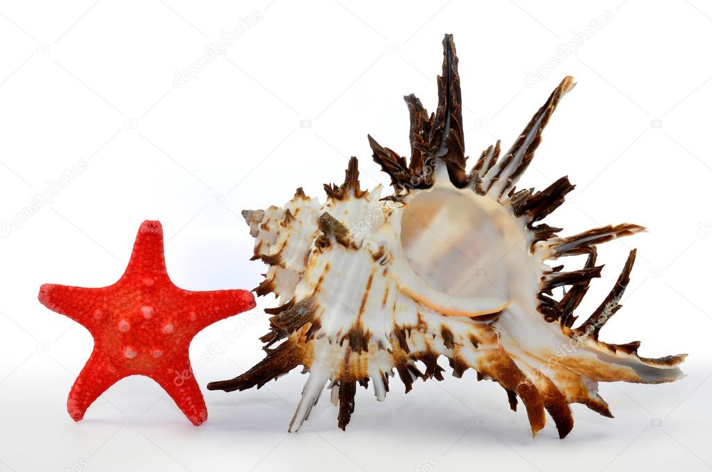 Tropical sea shell with starfish