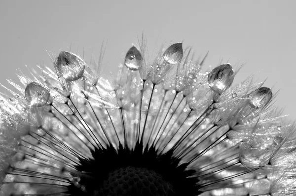 Dewy dandelion — Stock Photo, Image