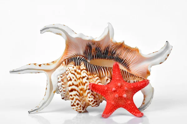 Conchiglie marine tropicali — Foto Stock