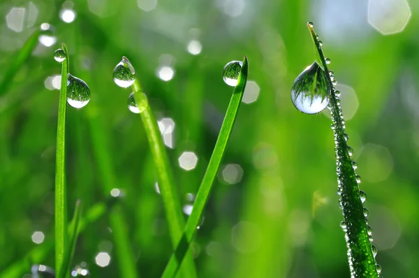 Dew drops — Stock Photo, Image