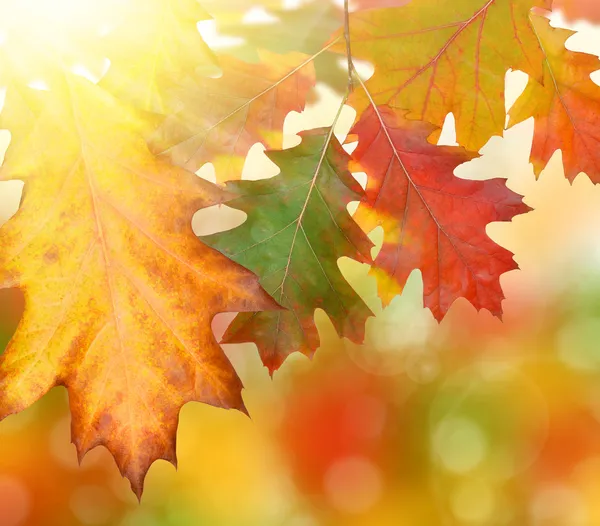 Autumn oak leaves — Stock Photo, Image