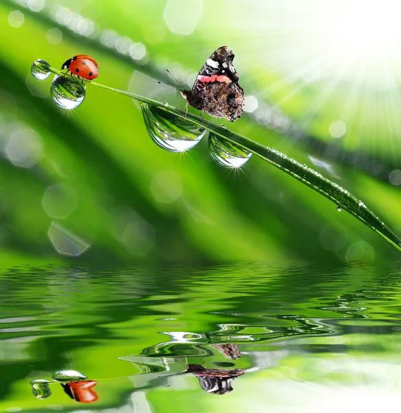 Orvalho com borboleta e joaninha — Fotografia de Stock