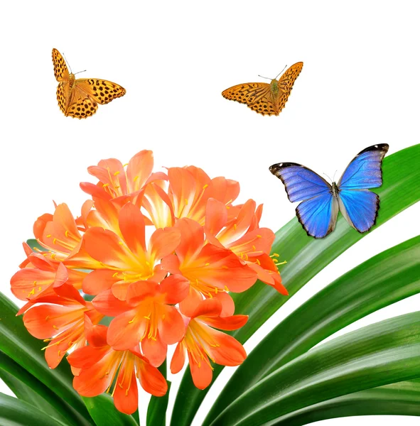 Orange Clivia miniata with butterflies — Stock Photo, Image