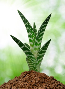 aloe vera