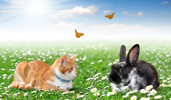 Cute rabbit with cat — Stock Photo, Image
