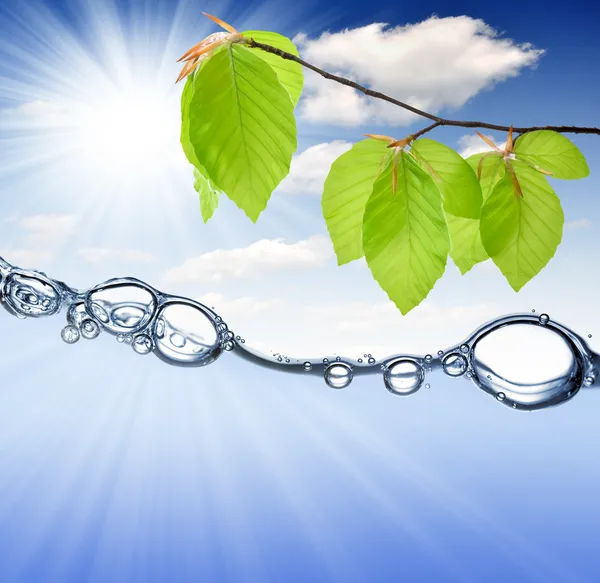 Spring branch — Stock Photo, Image