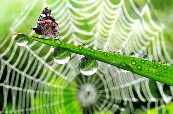 Dew and butterfly — Stock Photo, Image