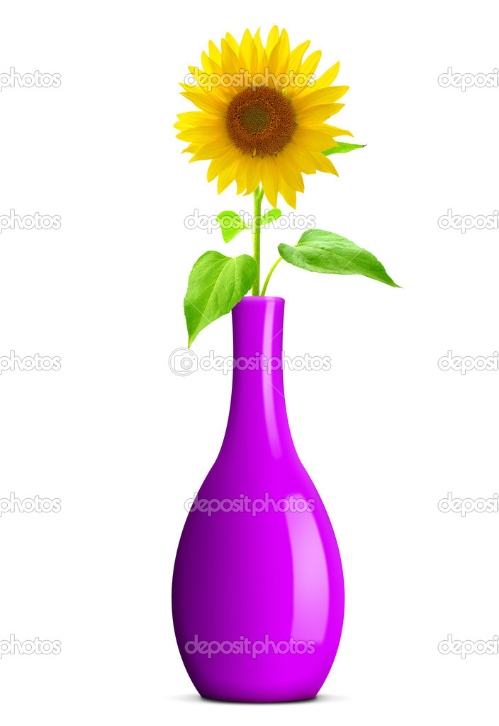 Sunflower in purple vase