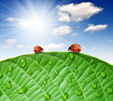Ladybirds