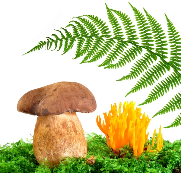 Mushrooms — Stock Photo, Image