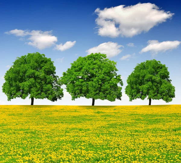 Alberi di primavera — Foto Stock