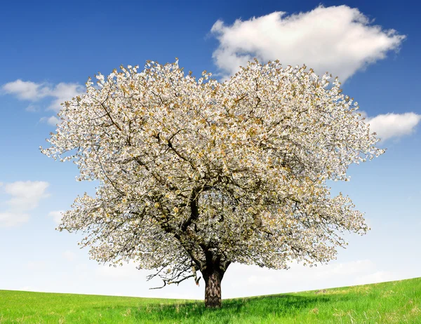 Virágzó cseresznyefa — Stock Fotó