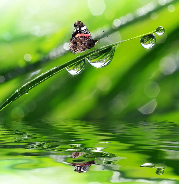 Dew and butterfly — Stock Photo, Image