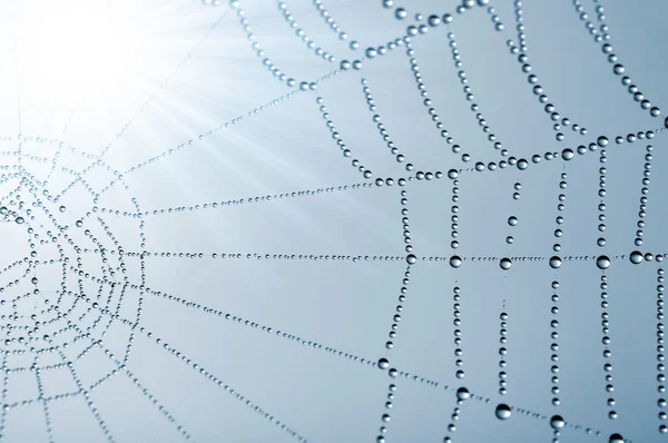 Spider web — Stock Photo, Image