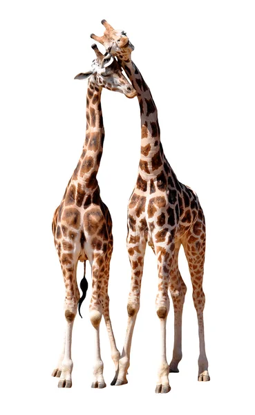 Loving giraffes — Stock Photo, Image