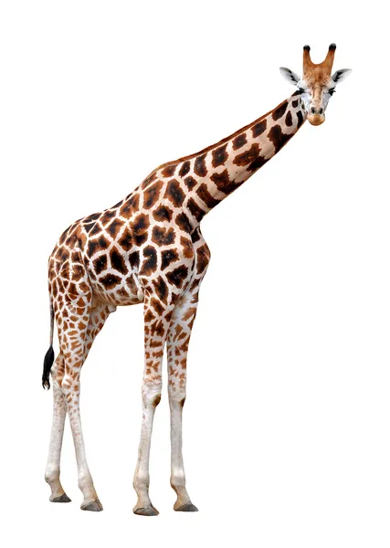 Girafe isolée — Photo