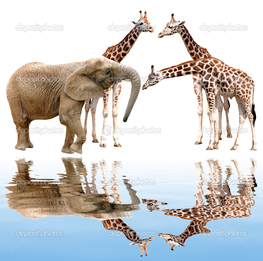 Giraffes with elephant