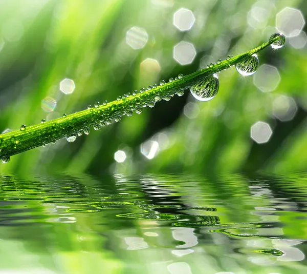 Dew drops — Stock Photo, Image