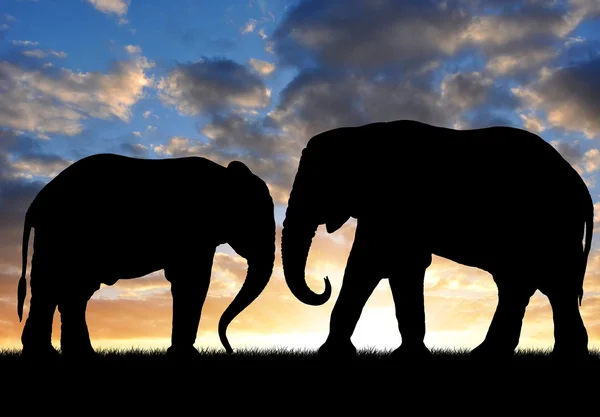 Silhouette elefántok — Stock Fotó