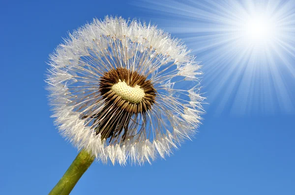 Paardebloem — Stockfoto