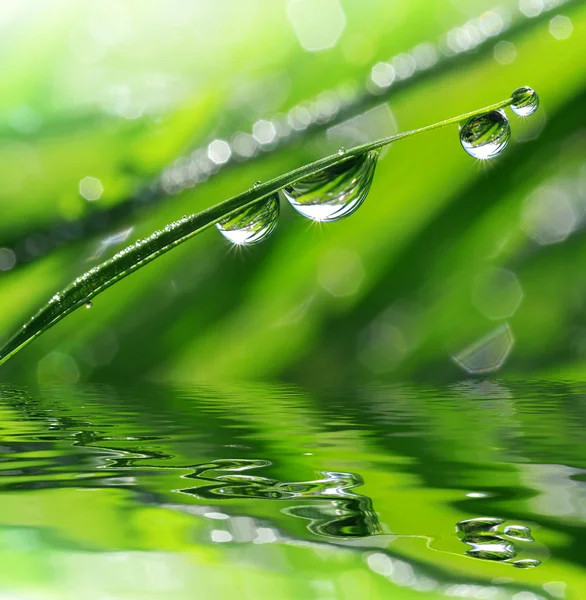 Gotas de orvalho — Fotografia de Stock