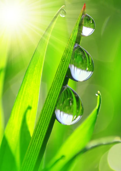 Dew drops — Stock Photo, Image