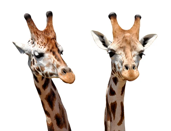 Duas girafas — Fotografia de Stock