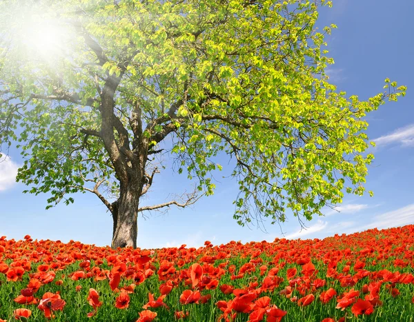 Paesaggio di primavera — Foto Stock