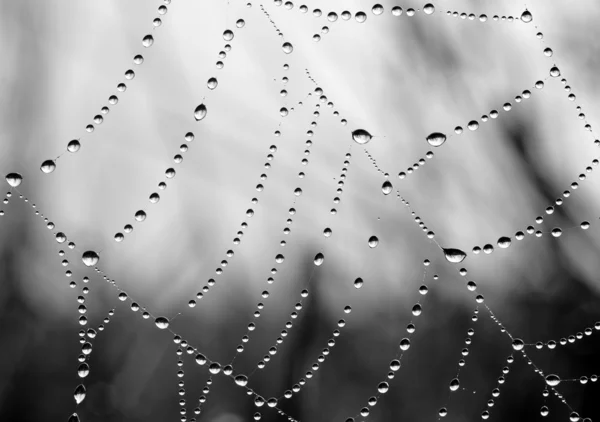 Spider web — Stock Photo, Image