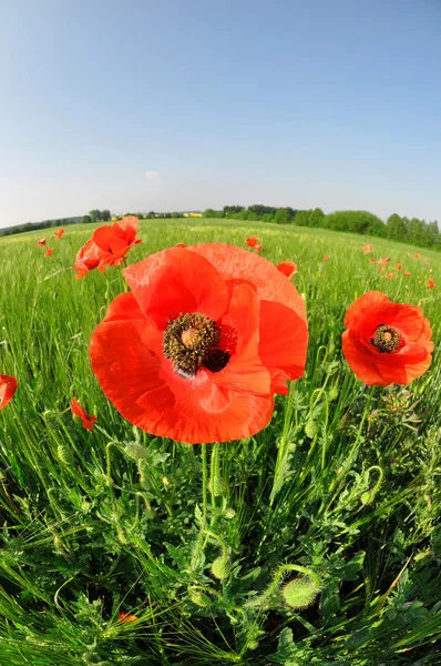 Amapola roja — Foto de Stock