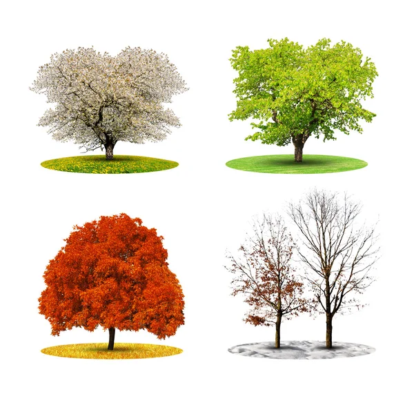 Árvore em quatro épocas — Fotografia de Stock