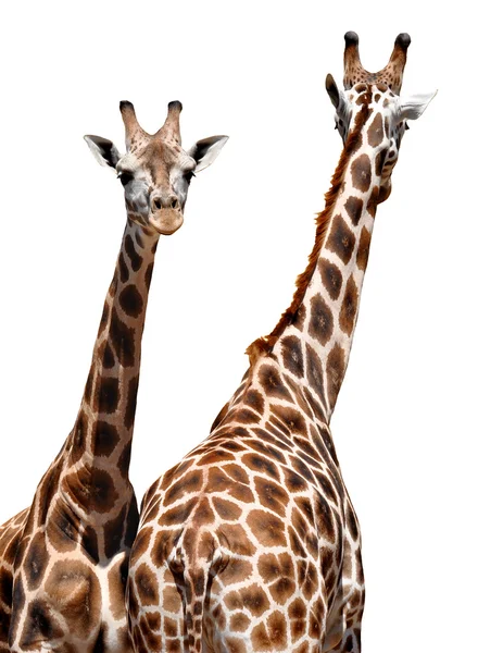 Giraffen — Stockfoto