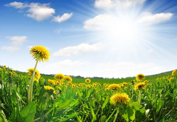 Dandelions — Stock Photo, Image