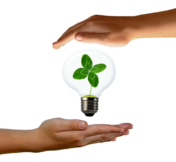 Green clover growing in a bulb — Stock Photo, Image