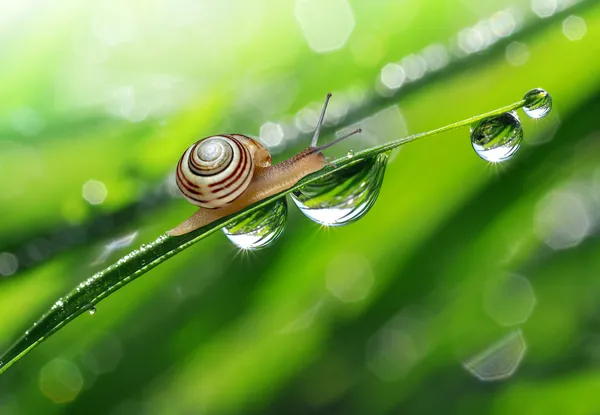 蜗牛上露水的草 — 图库照片