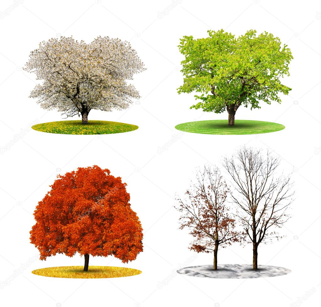 Tree in four season