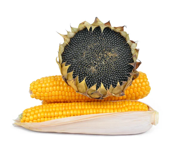 Kukorica, napraforgó — Stock Fotó