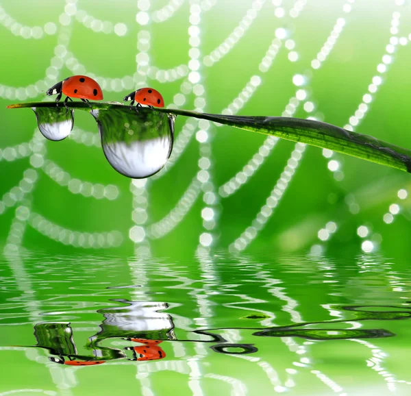 Dew dan Ladybird — Stok Foto